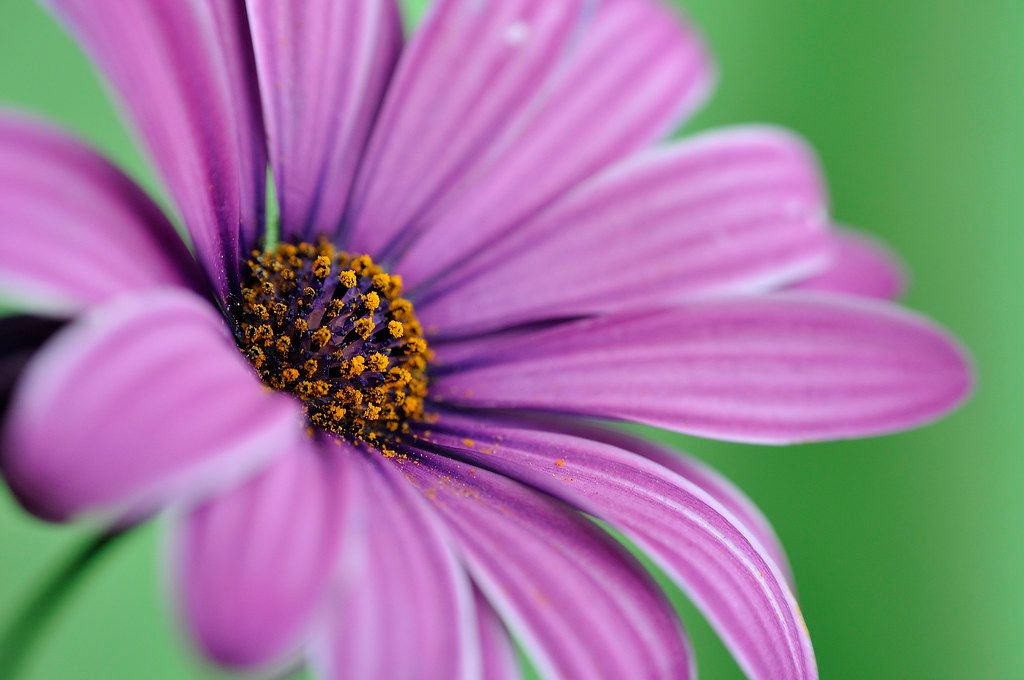 Pesona Alam: Inspirasi Bunga Lokal dalam Karangan Medan